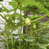 庭で夏野菜 33　【オクラ】