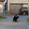 沖縄諸島のねこさん