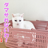 ニャンズが伝染病にかかった？