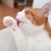 凶悪犯罪の一部始終