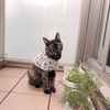 おちょーと女子会。