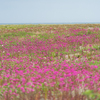 初夏の浜辺はピンクの花園