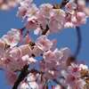 アタミハヤザキ　〈熱海早咲　桜〉
