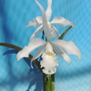 Cattleya maxima f.alba`Suwada'   