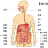 登録販売者資格　〜消化器系器官（胃・腸・膵臓・肝臓など） Part.2　器官図〜