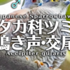 ツミの鳴き声【野鳥図鑑・鳴き声図鑑】Accipiter gularis　Sparrowhawk