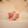猫の肉球は神経が集中する敏感な部位。肉球マッサージで安眠を与えよう。