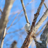 風の日の鳥さん