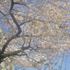 葉桜