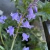 お花の話してたはずなのにどうしてこうなった
