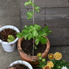 アサガオの鉢植え