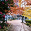 いちょう・紅葉・椿