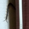 百足奇譚