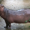 【ミャンマー】ヤンゴン動物園観光。そのお肌は艶めかしく。蛇口動物が可愛い