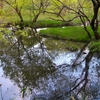 秋葉の森総合公園の池（埼玉県さいたま）