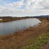 堤防の水仙が咲き始めました