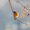 公園の野鳥達（ジョウビタキ）