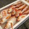 2019年3月4日　小浜漁港　お魚情報