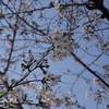 桜の花がきれい