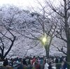 靖国神社でお花見