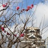 熊本城に紅梅咲き始める
