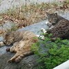 小さかった私へ⑯　小学生編