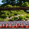 だるまだらけ（勝尾寺）