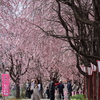 地域住民が植えた108本のしだれ桜。今では艶やかな桜のトンネルに