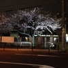 夜桜・・・