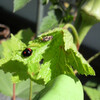 ベランダのプランター家庭菜園