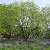 花大根（紫花菜）