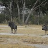 オグロヌー(Blue Wildebeest)など