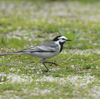隣の隣の県に鳥を見に行った日記（２０２４　０３３１）その３。