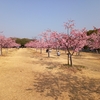 河津桜・蓬莱桜