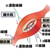   【基礎から学ぶ】筋紡錘・腱紡錘【解剖生理学】