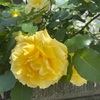 嫌い　とか　否定してくる人がいたら