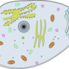 生物学：細胞の構造