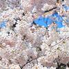 SAKURA finally bloom in Hokkaido?