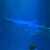 海遊館　暑い日は水族館（水族館）で海の底を散歩している気分に　【大阪市港区】20250830