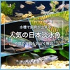 水槽で飼育が出来る人気の日本淡水魚の種類を紹介！特徴も詳しく解説