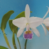 Cattleya gaskelliana f.coerulea `Terao' 