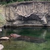 夏の動物園　汗あせ