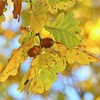 10月17日生まれのあなたへ🥰