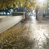 街灯と木々と落ち葉