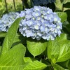 カウンセリングを受ける恩恵は、「感情が先、できごとは後」という言葉に集約される。