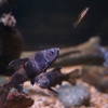 カラヒガイ Sarcocheilichthys sinensis