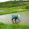 追い植え中のご婦人に話しかけながらカメラを構えたことを思い出す