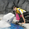 <span itemprop="headline">勿体無い、ベル―ガ飼育西本さん引退、名港水族館</span>