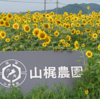 🌻山梶農園のひまわり畑：黄色い絨毯に胸がときめく夏の風景