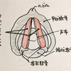 ミックスボイス＝TA&CT 筋肉を使いこなせ！